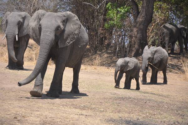 South Lwangwa National Park