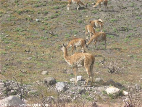guanacos