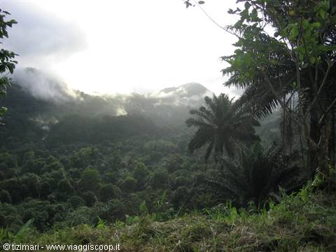 Palm trees and tropical forest shrouded in clouds and mist