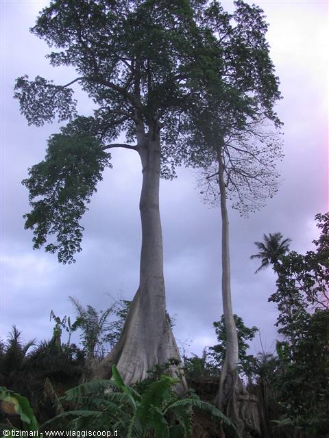Huge buttress-rooted tree towering over tropical plants, cloudy sky