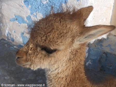 Baby vicuña