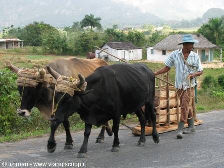 Viñales