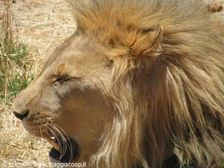 lion