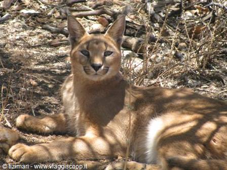 caracal