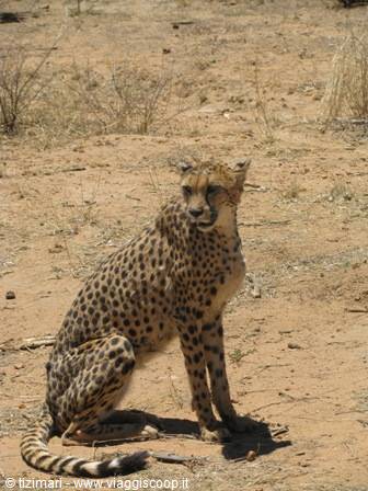 cheetah