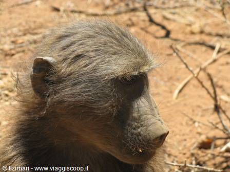 baboon