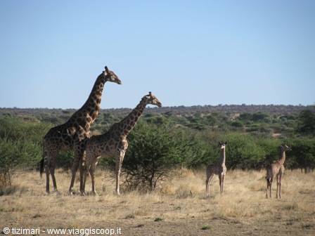 giraffes