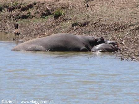 hippos