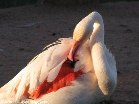 flamingo