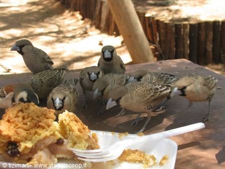 breakfast at Solitaire