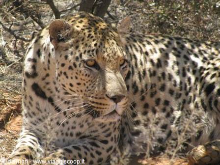 Na an ku se - Leopard