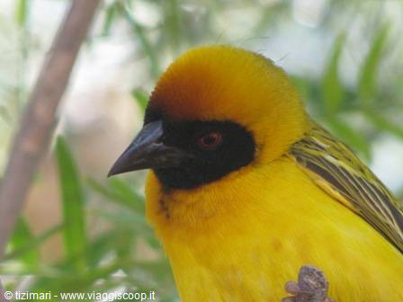 eyeing the apple pie - weaver bird at Solitaire