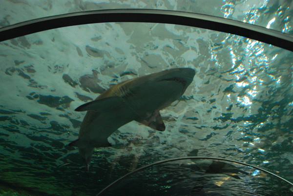 Squalo che nuota sopra il tunnel in vetro dell'acquario di Sydney