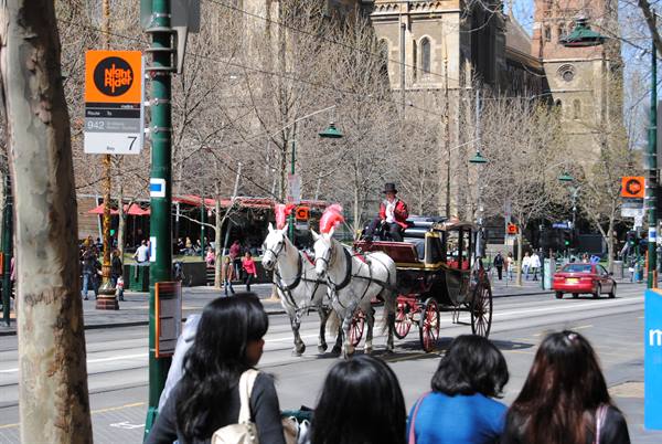 Cavallo con cocchiere in uniforme rossa attraversa Swanston Street, Melbourne