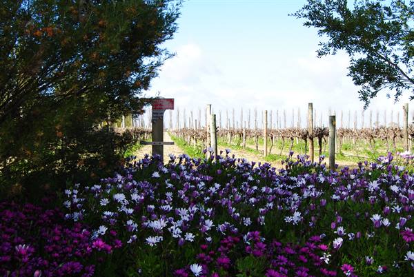 Fiori margherite viola davanti ai filari spogli del vigneto di Coonawarra