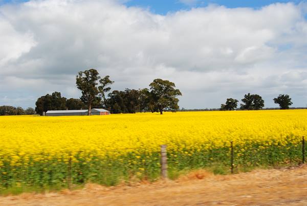 Campi gialli di colza in fiore verso Coonawarra