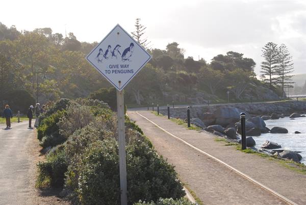 Cartello "Give Way to Penguins" sul lungomare di Victor Harbor
