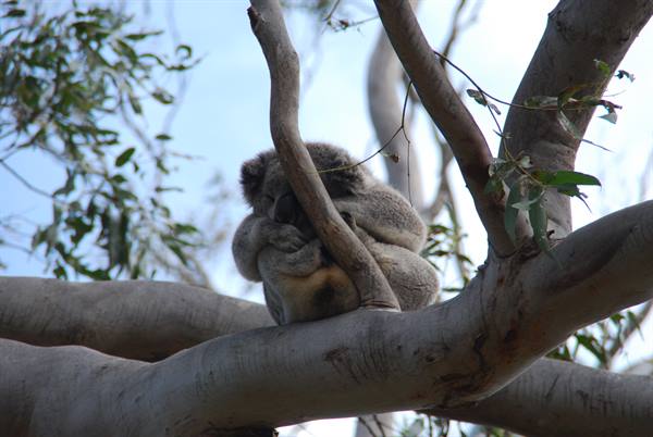 Koala addormentato stretto al tronco di un eucalipto, Kangaroo Island
