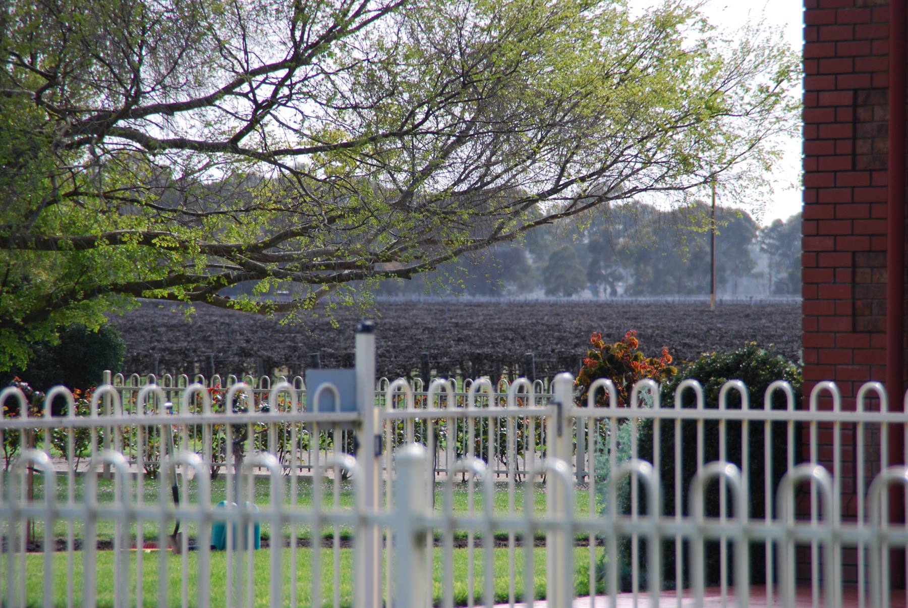 Vigneto dietro una cancellata bianca e muro di mattoni rossi, Coonawarra