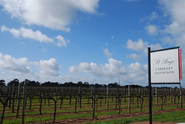 Vigneto a Coonawarra, insegna St Hugo Cabernet Sauvignon tra i filari
