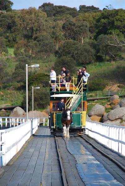 Cavallo Clydesdale traina il tram a cavalli sul ponte di Victor Harbour