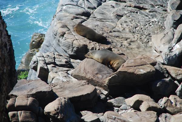 Foche sdraiate sulle rocce grigie sopra l'acqua turchese, Cape Jervis