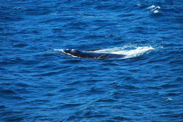 The passing of a whale