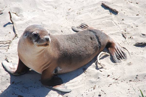 Leone marino giovane sulla sabbia a Kangaroo Island, luce piena