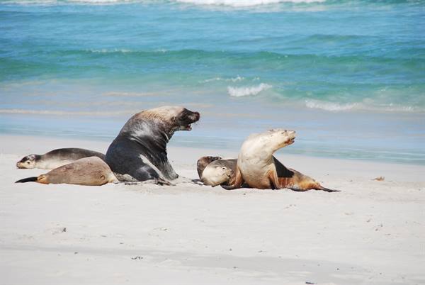 Sea lions