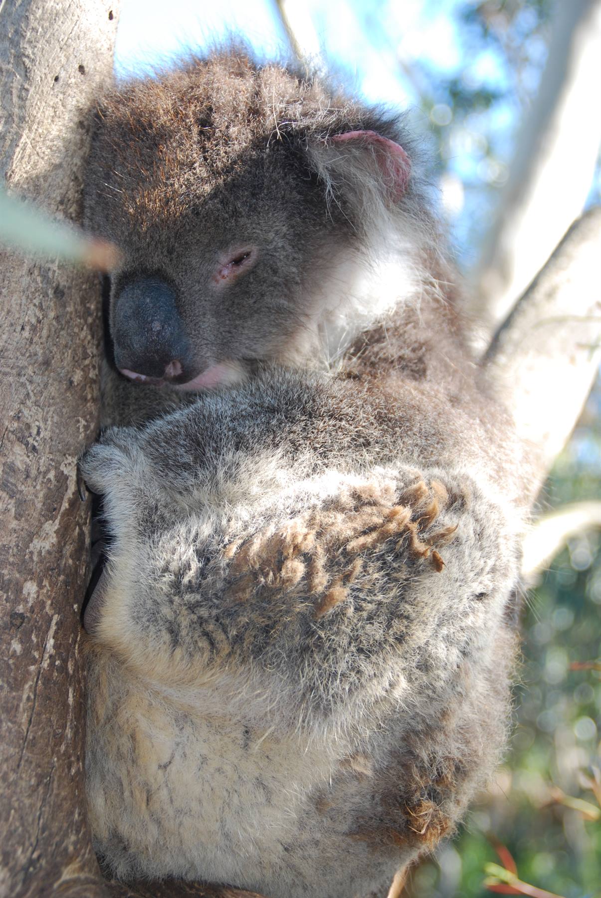 Koala addormentato abraCato al tronco di eucalipto, Cape Otway
