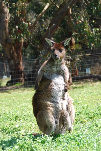 Australia's symbol:the kangaroo