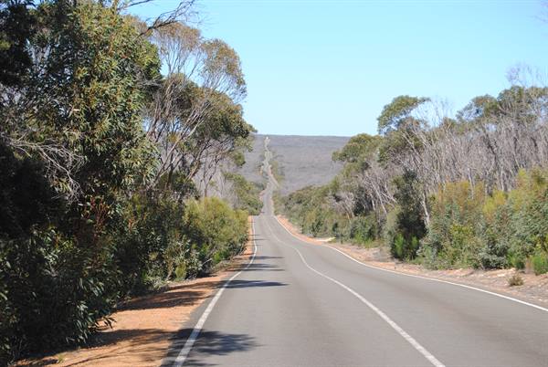 Strada dritta tra eucalipti verso colline aride, Asfalto sconfinamento sotto cielo azzurro, Kangaroo