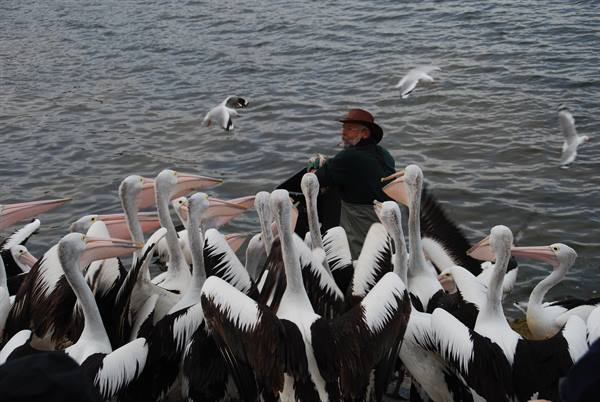 Pellicani e gabbiani circondano un uomo che li nutre presso il molo, Kangaroo Island