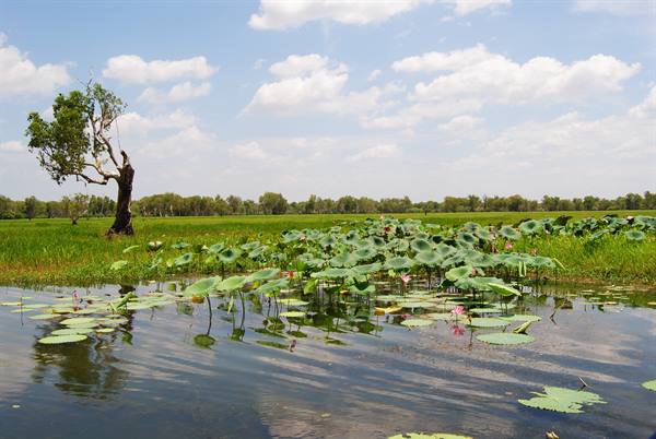 Ninfee rosa sull'acqua, albero solitario nell'erba verde, cielo nuvoloso