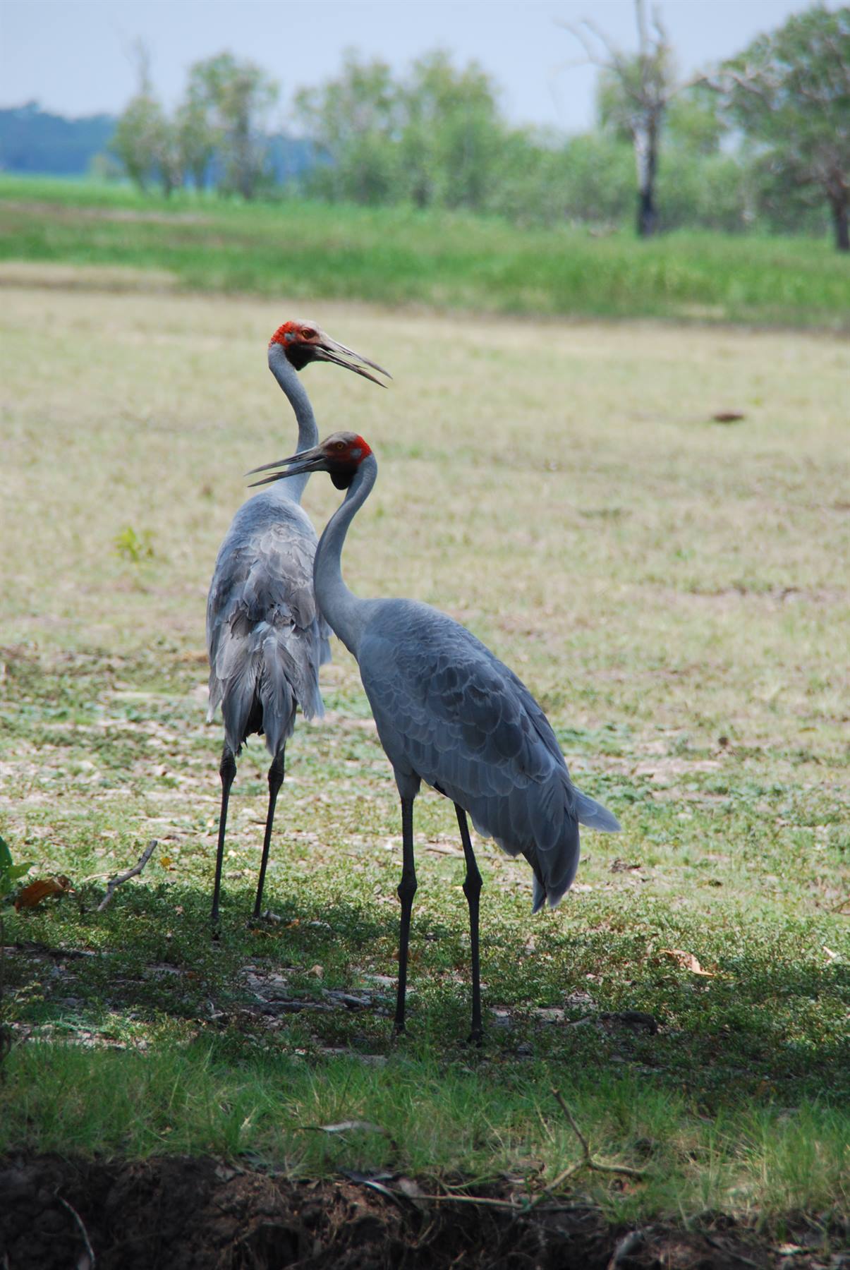 Coppia di gru brolga in posa tra l'erba, Kakadu