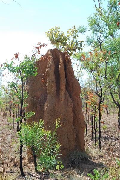 Termite mound rosso tra gli alberi nella bush di Katherine