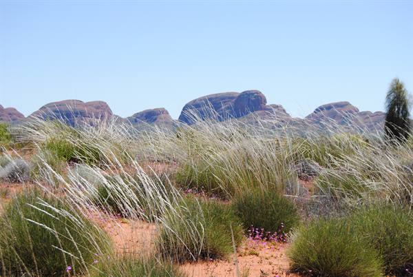 Le Olgas (Kata Tjuta) dietro le erbe mosse dal vento