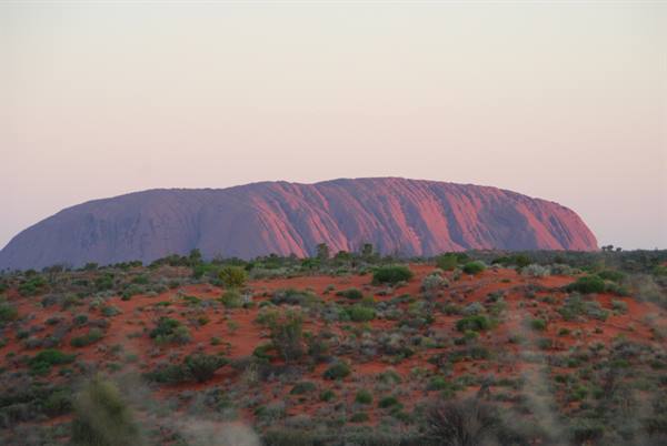 Uluru rosso nella luce dell'alba tra arbusti del deserto