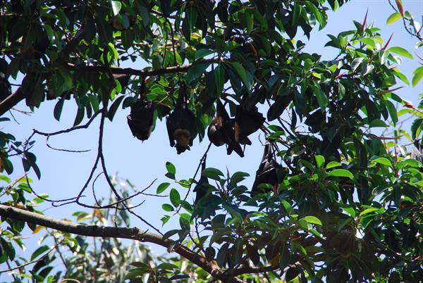 Pipistrelli volanti appesi tra i rami sotto il sole