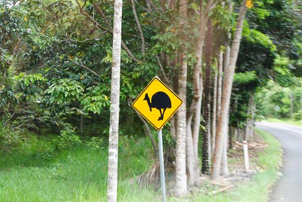 Cartello giallo di attraversamento casuario lungo la strada tra gli alberi, Cairns