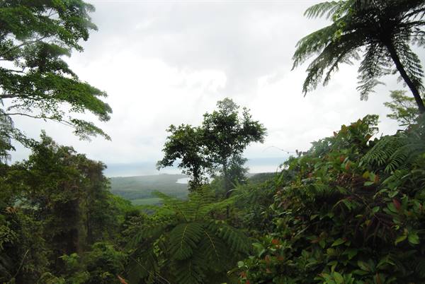 Felci tra gli alberi sopra la baia, cielo nuvoloso a Cairns