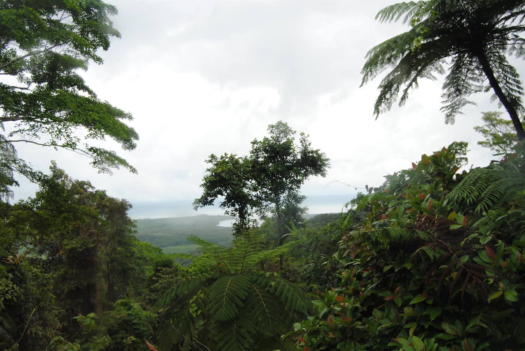 Felci tra gli alberi sopra la baia, cielo nuvoloso a Cairns