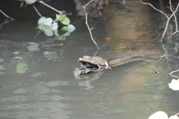 Coccodrillo immobile sull'acqua fangosa tra rami, Katherine