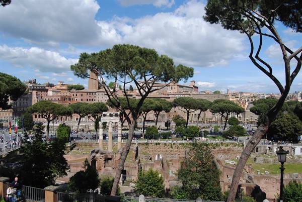 Stone ruins and columns of the Roman Forum beneath pine trees