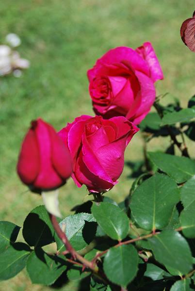 Fuchsia roses with bud, green leaves and sunny lawn