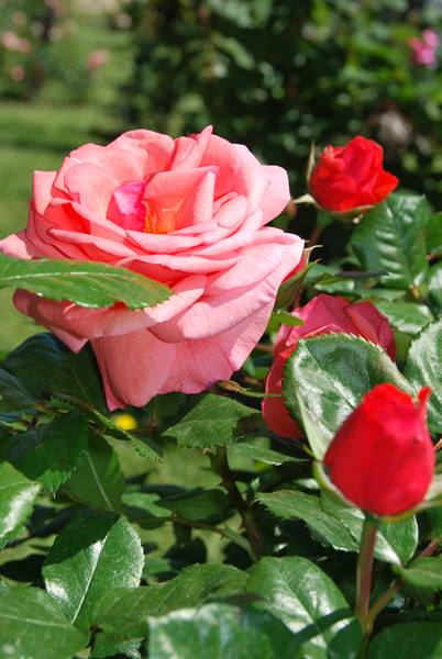 Coral rose in bloom among red buds and green leaves in sunlight