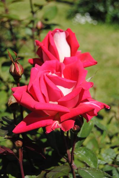 Red and white roses blooming in sunlight among green leaves