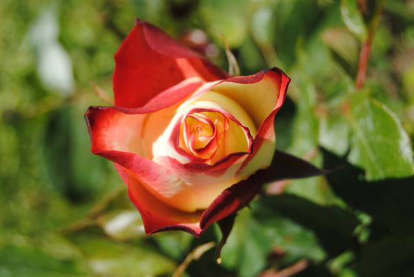Bicolored yellow and red rose in sunlight among green leaves