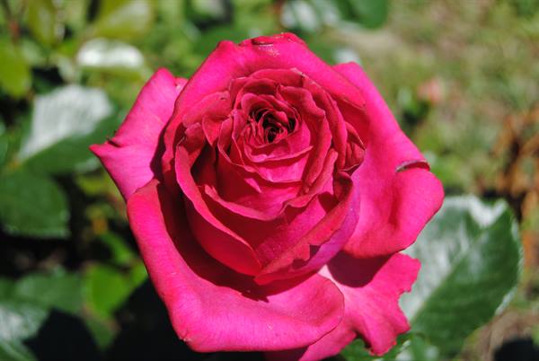 Bright pink rose in full bloom among green leaves, natural sunlight