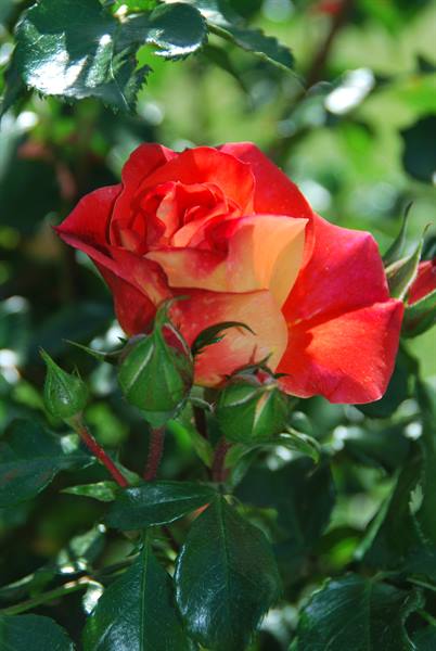 Red and yellow rose blooming among green buds and glossy leaves